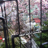 CHEAP GIRLS / LEMURIA